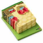 Herbaceous Monocot Stem Section Model